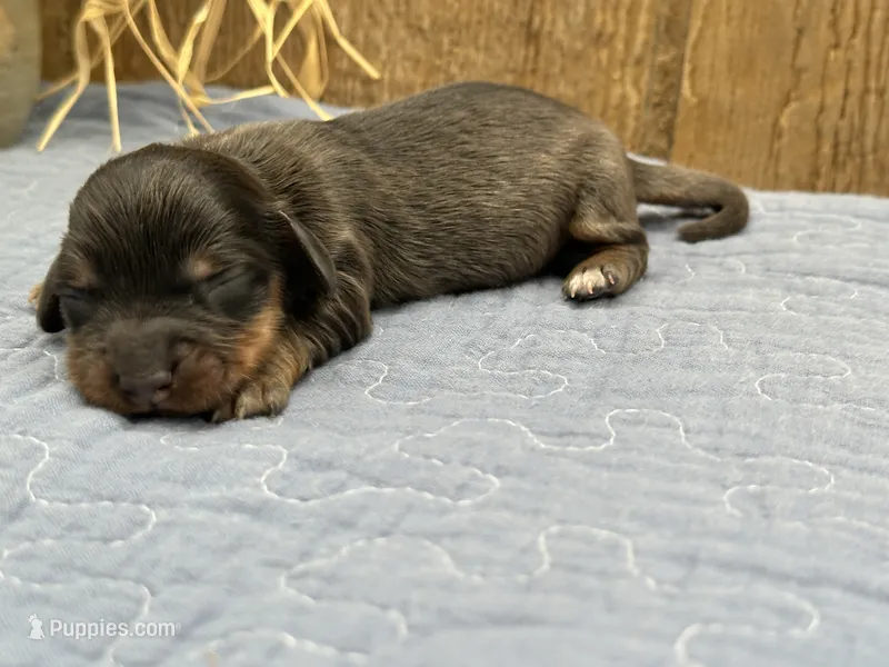 Libby – Miniature Dachshund puppy for sale in Springfield, MO