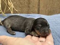 Libby, a female Miniature Dachshund for sale in Springfield, MO – 3 of 4
