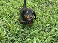 Saddie, a female Miniature Dachshund for sale in Springfield, MO – 1 of 8