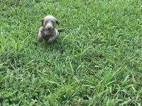 Isabella, a female Miniature Dachshund for sale in Springfield, MO – 3 of 10