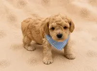 Teddy, a female Poodle - Toy  for sale in Springfield, MO – 3 of 5
