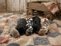 Saddie, a female Miniature Dachshund for sale in Springfield, MO – 4 of 4