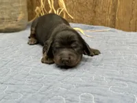Saddie, a female Miniature Dachshund for sale in Springfield, MO – 3 of 4