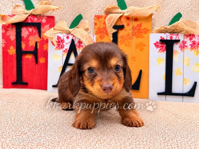 Hans – Miniature Dachshund puppy for sale in Springfield, MO