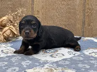 Saddie, a female Miniature Dachshund for sale in Springfield, MO – 6 of 8