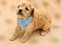 Teddy, a female Poodle - Toy  for sale in Springfield, MO – 4 of 5