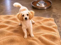 Bean, a male Poodle - Miniature  for sale in Springfield, MO – 10 of 10