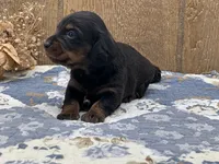 Saddie, a female Miniature Dachshund for sale in Springfield, MO – 5 of 8