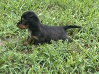 Libby, a female Miniature Dachshund for sale in Springfield, MO – 2 of 9