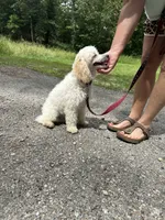 Bean, a male Poodle - Miniature  for sale in Springfield, MO – 6 of 10