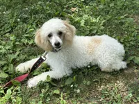 Bean, a male Poodle - Miniature  for sale in Springfield, MO – 2 of 10