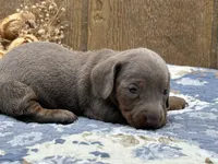 Isabella, a female Miniature Dachshund for sale in Springfield, MO – 7 of 10