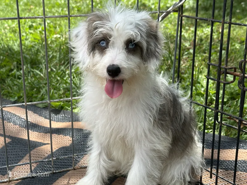 Benny – Miniature Aussiedoodle puppy for sale in Springfield, MO