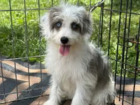Benny, a female Miniature Aussiedoodle for sale in Springfield, MO – 1 of 4