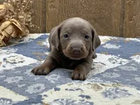 Isabella, a female Miniature Dachshund for sale in Springfield, MO – 5 of 10