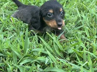 Libby, a female Miniature Dachshund for sale in Springfield, MO – 3 of 9
