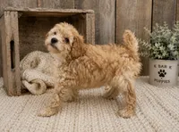 Teddy, a female Poodle - Toy  for sale in Springfield, MO – 2 of 5
