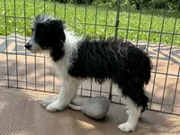 Bella, a female Miniature Aussiedoodle for sale in Springfield, MO – 2 of 2