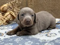 Isabella, a female Miniature Dachshund for sale in Springfield, MO – 6 of 10