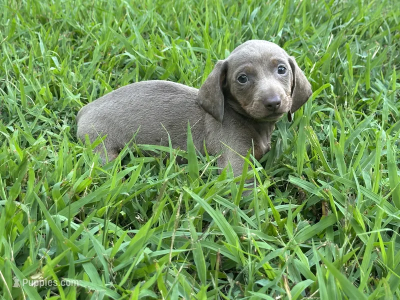 Isabella – Miniature Dachshund puppy for sale in Springfield, MO