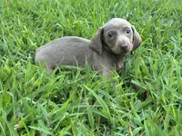 Isabella, a female Miniature Dachshund for sale in Springfield, MO – 1 of 10