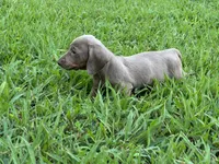 Isabella, a female Miniature Dachshund for sale in Springfield, MO – 2 of 10