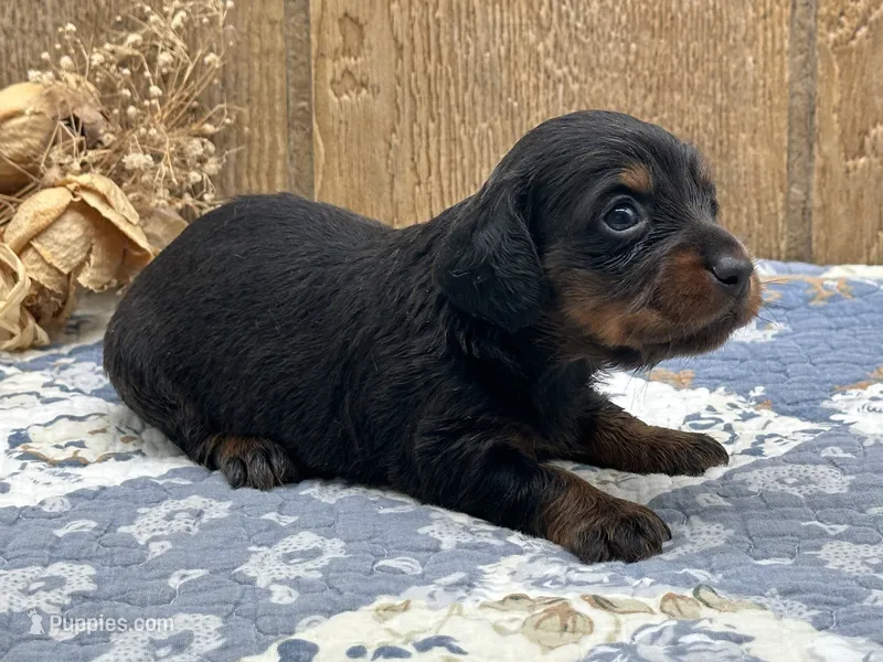 Saddie – Miniature Dachshund puppy for sale in Springfield, MO