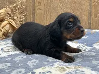 Saddie, a female Miniature Dachshund for sale in Springfield, MO – 4 of 8