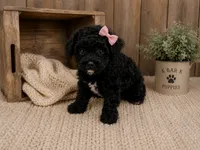 Loddie, a female Poodle - Toy  for sale in Springfield, MO – 2 of 4