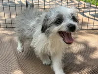 Blake, a male Miniature Aussiedoodle for sale in Springfield, MO – 2 of 4