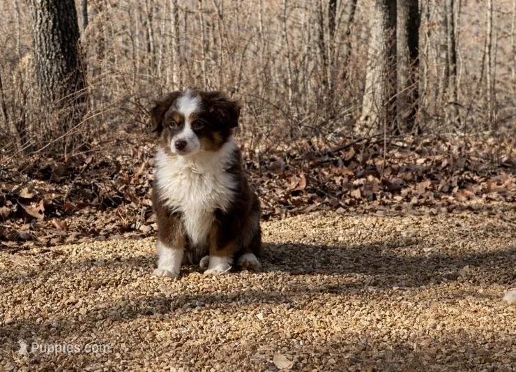 Mel – Toy Australian Shepherd puppy for sale in Springfield, MO