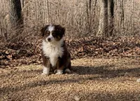 Mel, a male Toy Australian Shepherd for sale in Springfield, MO – Photo 1 of 4