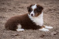Mel, a male Toy Australian Shepherd for sale in Springfield, MO – Photo 3 of 4