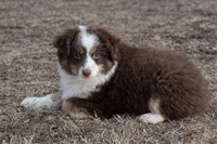 Mel, a male Toy Australian Shepherd for sale in Springfield, MO – Photo 2 of 4