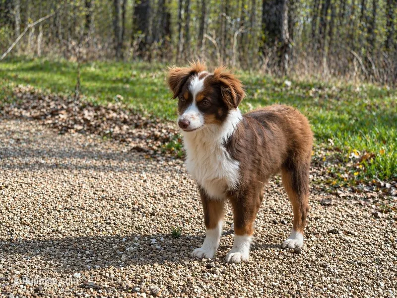 Mel – Toy Australian Shepherd puppy for sale in Springfield, MO