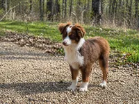 Mel, a male Toy Australian Shepherd for sale in Springfield, MO – Photo 1 of 5