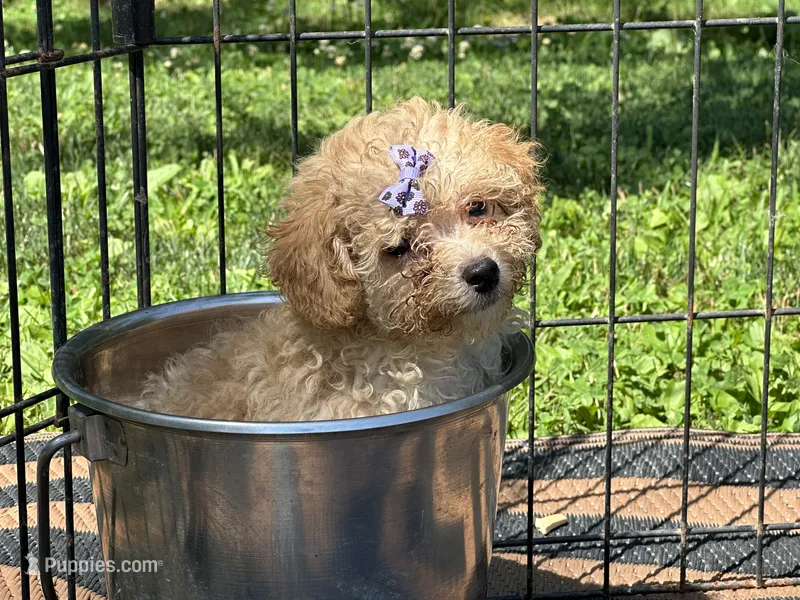 Daisy – Poodle - Toy  puppy for sale in Springfield, MO