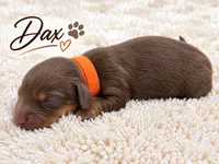 Dax, a male Miniature Dachshund for sale in Springfield, MO – 1 of 1