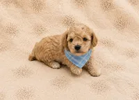 Teddy, a female Poodle - Toy  for sale in Springfield, MO – 5 of 5