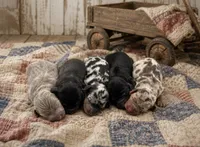 Libby, a female Miniature Dachshund for sale in Springfield, MO – 2 of 4