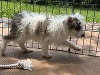 Benny, a female Miniature Aussiedoodle for sale in Springfield, MO – 3 of 4