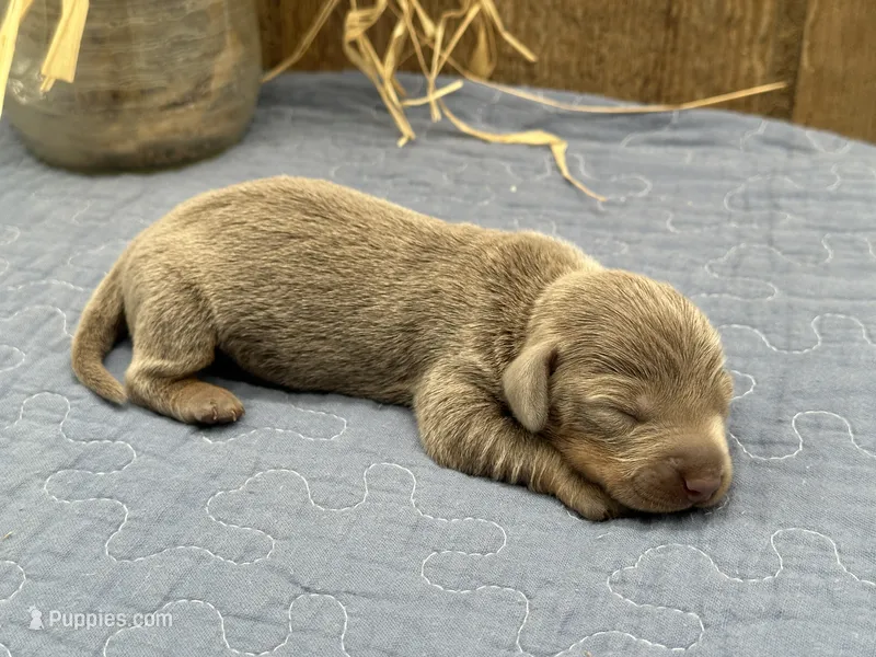 Isabella – Miniature Dachshund puppy for sale in Springfield, MO