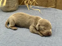 Isabella, a female Miniature Dachshund for sale in Springfield, MO – 1 of 4
