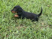 Saddie, a female Miniature Dachshund for sale in Springfield, MO – 2 of 8