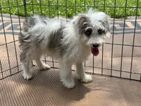 Benny, a female Miniature Aussiedoodle for sale in Springfield, MO – 4 of 4