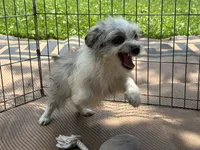 Blake, a male Miniature Aussiedoodle for sale in Springfield, MO – 3 of 4