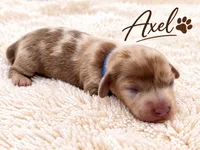 Axel, a male Miniature Dachshund for sale in Springfield, MO – 1 of 1