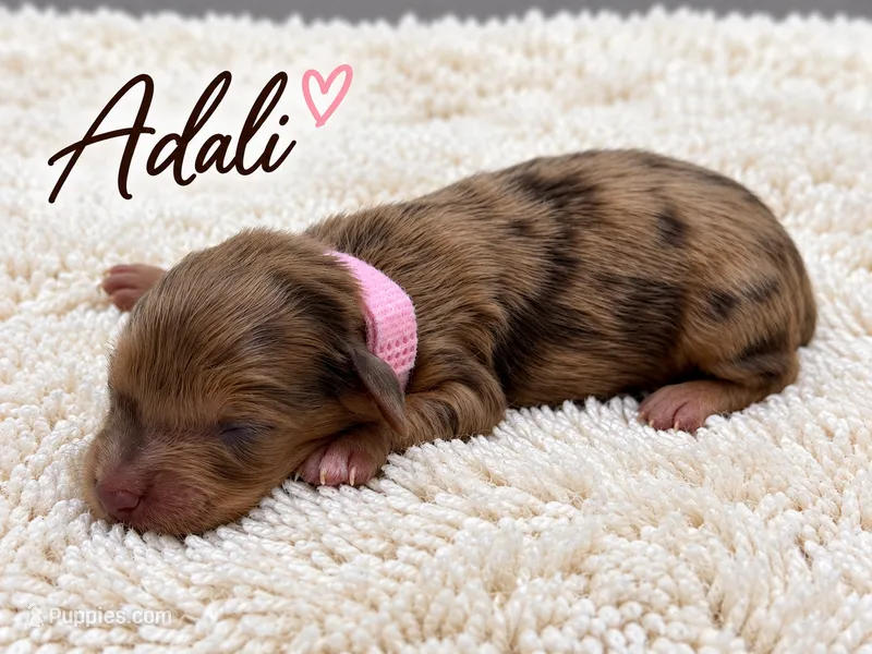 Adali – Miniature Dachshund puppy for sale in Springfield, MO