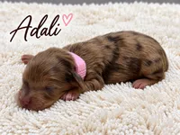 Adali, a female Miniature Dachshund for sale in Springfield, MO – 1 of 1