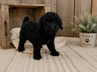 Lane, a male Poodle - Toy  for sale in Springfield, MO – 1 of 1